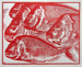 snapper_800.jpg